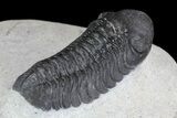 Prone Austerops Trilobite - Ofaten, Morocco #75484-3